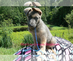 Small #2 German Shepherd Dog