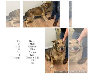 German Shepherd Dog-Unknown Mix Dogs for adoption in Plainfield, IL, USA