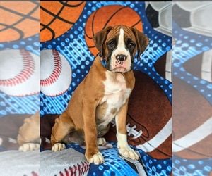 Boxer Puppy for sale in CHRISTIANA, PA, USA