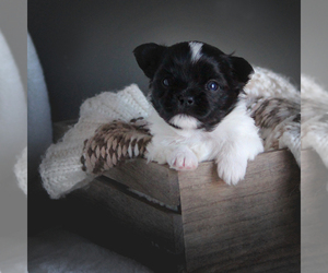 Havashu Puppy for sale in WILLIAMSBURG, KS, USA