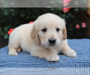 Golden Retriever Puppy for sale in SHILOH, OH, USA