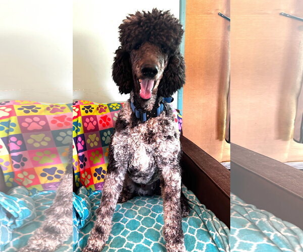 Medium Photo #17 Poodle (Standard) Puppy For Sale in Pacolet, SC, USA