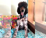 Small #16 Poodle (Standard)