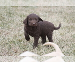 Small Photo #8 Labradoodle Puppy For Sale in MEMPHIS, MO, USA