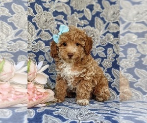 Poodle (Miniature) Puppy for sale in CHRISTIANA, PA, USA