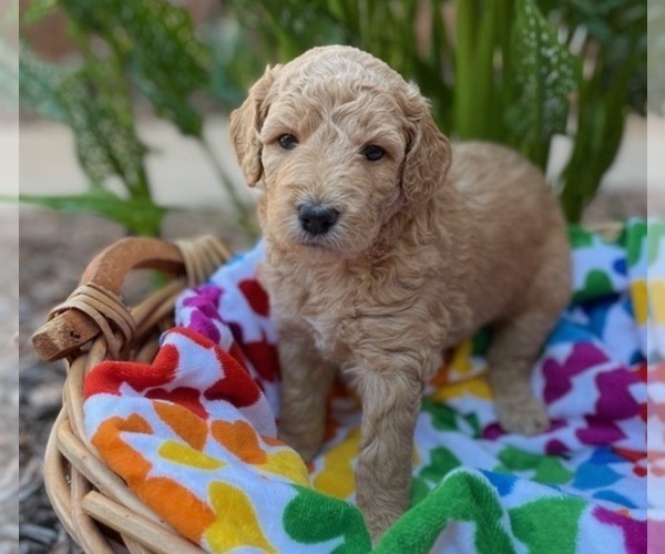 Medium Photo #8 Goldendoodle Puppy For Sale in CHAMPION, NC, USA