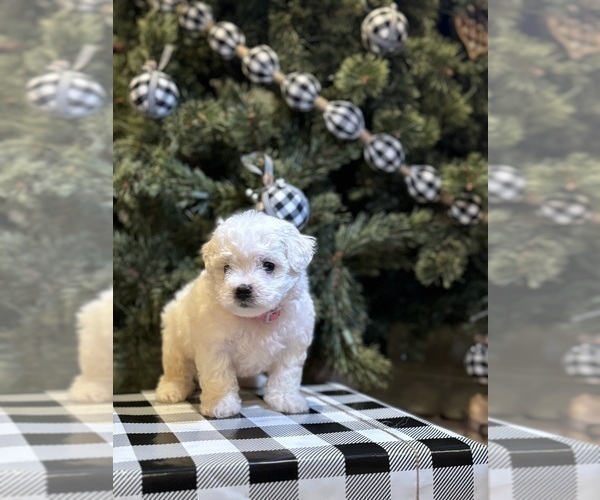Medium Photo #4 Bichon Frise Puppy For Sale in ELDERWOOD, CA, USA