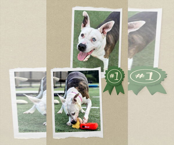 Medium Photo #8 American Staffordshire Terrier-Unknown Mix Puppy For Sale in columbia, SC, USA