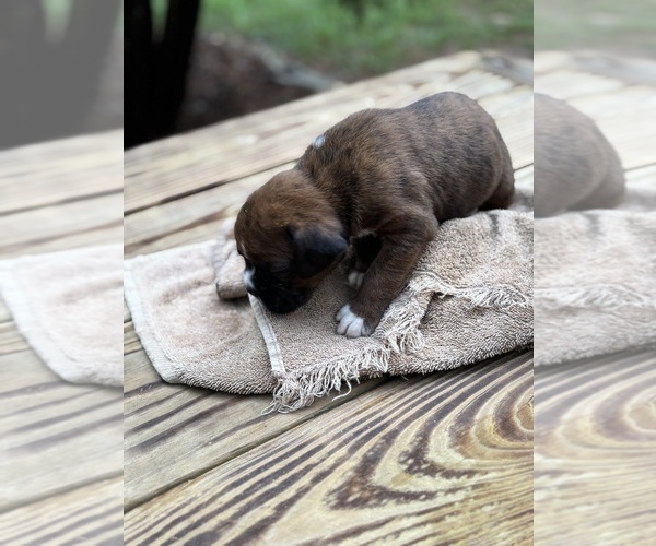 Medium Photo #1 Boxer Puppy For Sale in ABBEVILLE, SC, USA