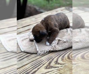 Boxer Puppy for sale in ABBEVILLE, SC, USA