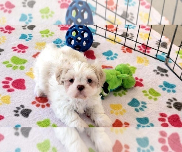 Medium Photo #12 Shih Tzu Puppy For Sale in ORO VALLEY, AZ, USA