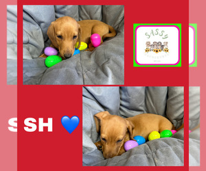 Dachshund Puppy for sale in BENNINGTON, OK, USA