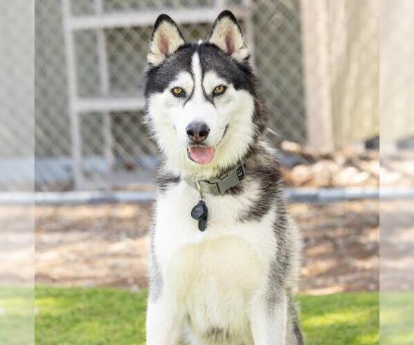 Medium Photo #1 Siberian Husky Puppy For Sale in Camarillo, CA, USA