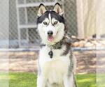 Small Siberian Husky
