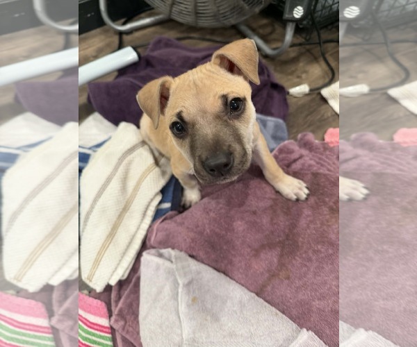 Medium Photo #4 Mutt Puppy For Sale in Plainfield, IL, USA