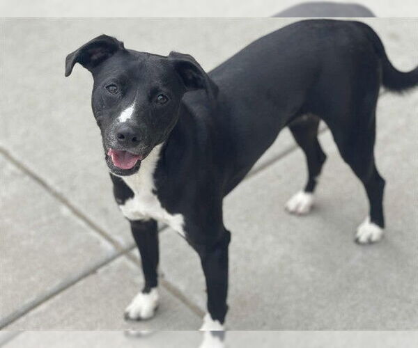 Medium Photo #1 American Pit Bull Terrier-Labrador Retriever Mix Puppy For Sale in Tulsa, OK, USA