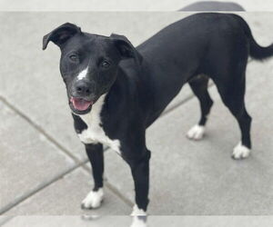 American Pit Bull Terrier-Labrador Retriever Mix Dogs for adoption in Tulsa, OK, USA