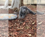 Small Photo #11 American Pit Bull Terrier Puppy For Sale in FORT WALTON BEACH, FL, USA