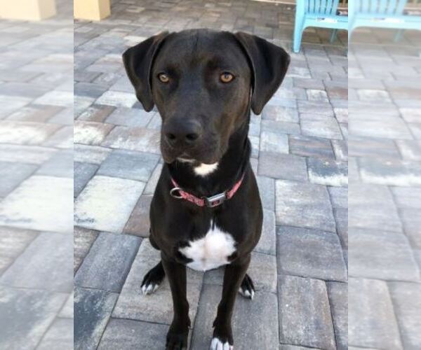 Medium Photo #3 Labrador Retriever-Unknown Mix Puppy For Sale in BRADENTON, FL, USA