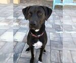 Small Photo #3 Labrador Retriever-Unknown Mix Puppy For Sale in BRADENTON, FL, USA