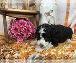 Small Photo #30 Aussiedoodle Puppy For Sale in COMMERCE, MI, USA