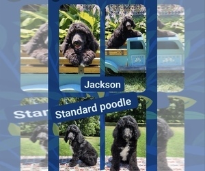 Poodle (Standard) Puppy for sale in LOGANSPORT, IN, USA
