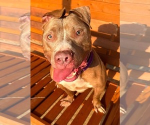 American Pit Bull Terrier-Unknown Mix Dogs for adoption in Germantown, OH, USA
