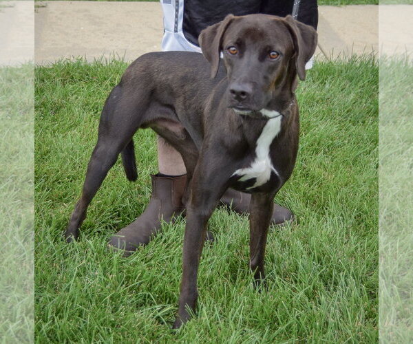 Medium Photo #3 Pointer-Unknown Mix Puppy For Sale in Huntley, IL, USA
