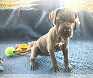 Great Dane Puppy for sale in ZACHARY, LA, USA