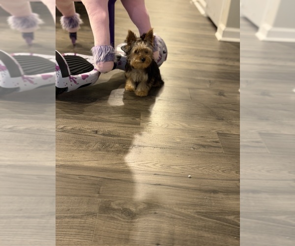 Medium Photo #3 Yorkshire Terrier Puppy For Sale in LUGOFF, SC, USA
