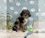 Small #2 Bernedoodle (Miniature)