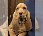 Red LM 4 - Male Bloodhound Puppy for Sale - Photo #7