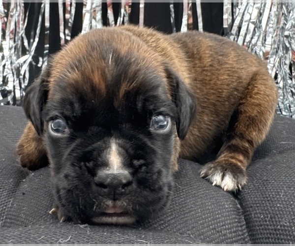Medium Photo #8 Boxer Puppy For Sale in PAWNEE CITY, NE, USA