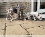 Small Photo #7 French Bulldog Puppy For Sale in KENDALL PARK, NJ, USA