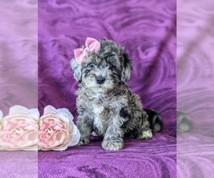 Sheepadoodle Puppy for sale in GLEN ROCK, PA, USA