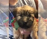 Small Photo #8 Soft Coated Wheaten Terrier Puppy For Sale in MARIETTA, GA, USA