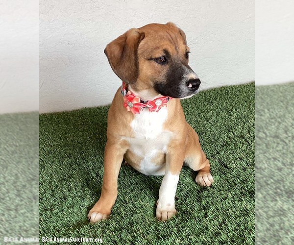 Medium Photo #2 Beagle-Unknown Mix Puppy For Sale in San Diego, CA, USA