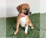 Small #1 Beagle Mix