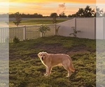 Small Photo #1 Golden Retriever Puppy For Sale in WIMAUMA, FL, USA