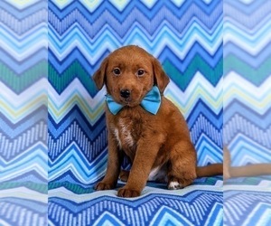 Double Doodle Puppy for sale in NOTTINGHAM, PA, USA