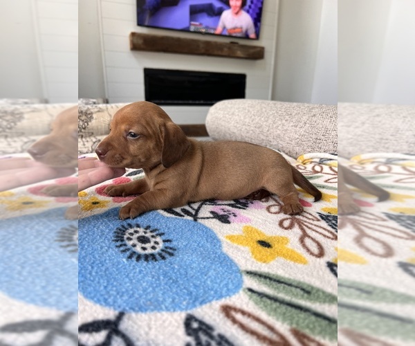 Medium Photo #2 Dachshund Puppy For Sale in BELDING, MI, USA