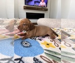 Small #1 Dachshund