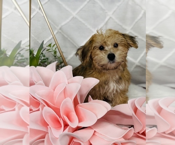 Medium Photo #2 Yo-Chon Puppy For Sale in CINCINNATI, OH, USA
