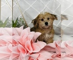 Small Photo #2 Yo-Chon Puppy For Sale in CINCINNATI, OH, USA