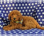 Small Photo #4 Goldendoodle-Poodle (Miniature) Mix Puppy For Sale in GLEN ROCK, PA, USA