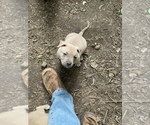 Small Photo #2 Bullypit Puppy For Sale in MARBLE FALLS, AR, USA