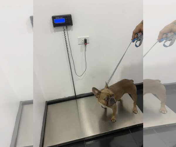 Medium Photo #6 French Bulldog Puppy For Sale in Escondido, CA, USA