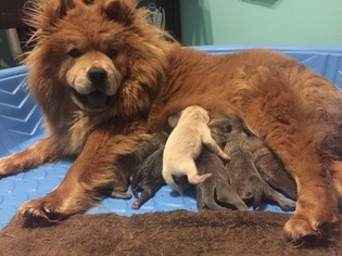 Chow Chow Puppy for sale in Fort Frances, Ontario, Canada