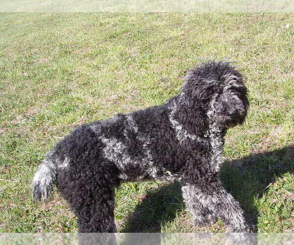 Medium Photo #1 Poodle (Standard) Puppy For Sale in CROSSVILLE, TN, USA