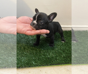 French Bulldog Puppy for sale in CHULA VISTA, CA, USA
